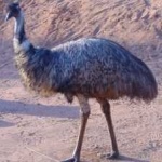 image of emu #30