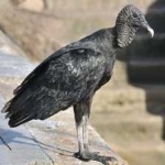 image of bird