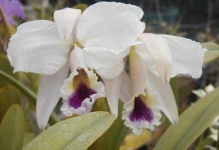 image of flower