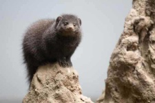 image of mongoose