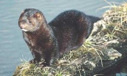 image of weasel