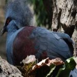 image of bird