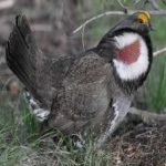 image of bird