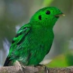 image of bird