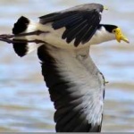 image of bird