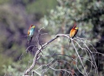 image of bee_eater #16