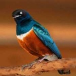 image of bird