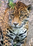 image of jaguar_car