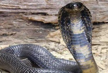 image of indian_cobra #19