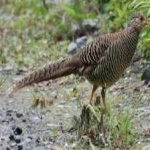 image of pheasant #1