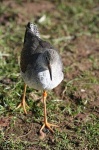 image of redshank