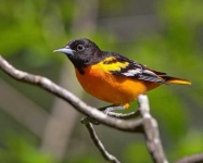 image of oriole
