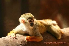 image of titi
