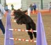 image of irish_water_spaniel #32