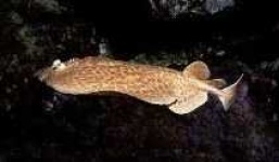 image of electric_ray