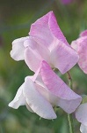image of flower