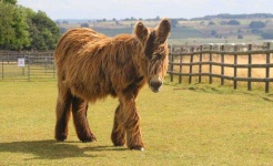image of donkey #8