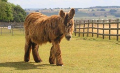 image of animal