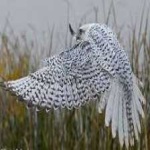 image of bird