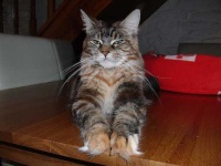 image of maine_coon #0