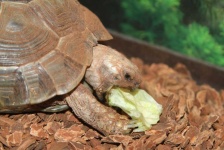 image of animal