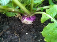 image of fruit_and_vegetable