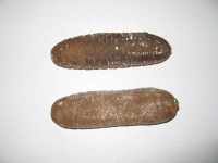image of sea_cucumber