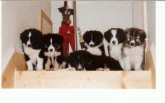 image of border_collie #1