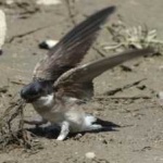 image of bird