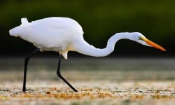 image of heron