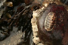 image of chiton