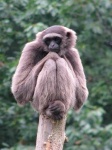 image of gibbon