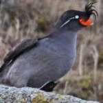 image of bird