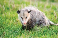 image of possum #45