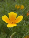 image of flower