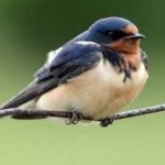 image of bird