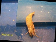 image of fish