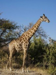image of animal