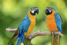 image of animal