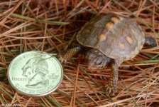 image of box_turtle