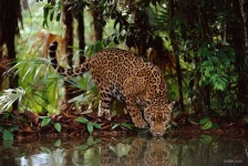 image of jaguar_car