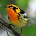 image of bird