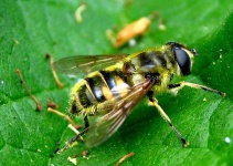 image of fly