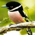 image of bird