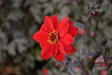 image of flower