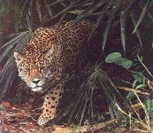 image of jaguar_car