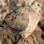 image of bird