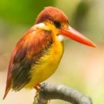 image of rufous_kingfisher #13