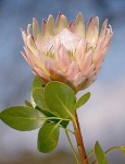 image of flower
