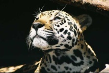 image of jaguar_car